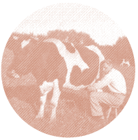 Bronzekuh wird gemolken