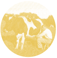 Goldkuh wird gemolken