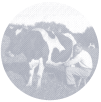 Silberkuh wird gemolken